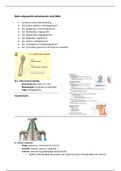 Uitgewerkte anatomie van het blok MSA