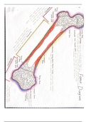 SPORTS MED 2: Hand-drawn Labeled Diagram: The Femur (Long Bone)
