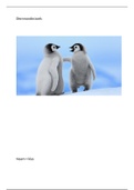 Dierenonderzoek: pinguins 