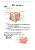 Anatomie & Fysiologie HF 5 De huidlaag