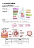 LEVEL 7 IB Biology notes - Topic 6: Human Physiology