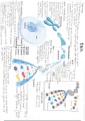 Grade 12 Biology: Genetics summaries 