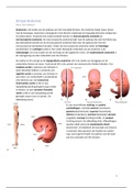 Dictaat Anatomie