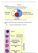 2: Leukocyten