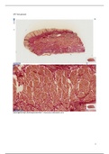 samenvatting practicum 1 histologie gastro-intestinaal en endocrien stelsel 