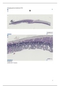 samenvatting practicum 2 histologie gastro-intestinaal en endocrien stelsel 