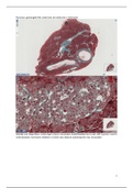 samenvatting practicum 3 histologie gastro-intestinaal en endocrien stelsel 