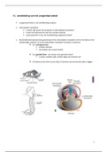 embryologie: urogenitaal stelsel 