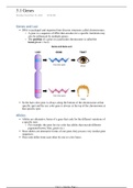 IB HL Biology Unit 3 Genetics Notes