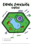 La célula vegetal