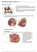 Anatomía femenina y masculina