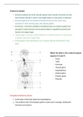 Endocrine System revision notes and exercises 