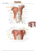 Anatomische Figurenverzameling - Thorax