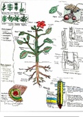 Exam 2 Material (plants)