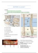 Anatomie samenvatting periode 1.3 fysiotherapie FONTYS 