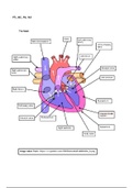Unit 1 Assignment 3 The Cardiorespiratory system PART ONE MERIT