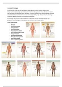 Lichamelijk functioneren/ anatomie jaar 1 verpleegkunde