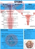 Infografía útero