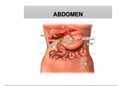 Anatomía del abdomen