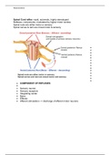 NEU Spinal Reflexes.docx