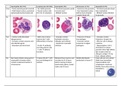 Blood Histology Exam Revision Summary 