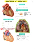 Corazón (Anatomía)