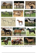 Samenvatting van ALLE Paardenrassen 