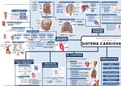 Esquemas Anatomia Humana