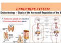 Endocrine system physiology
