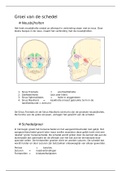 Groei van de schedel periode 2