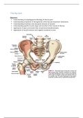 The Hip Joint 