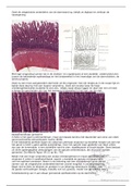 Practicum 3: Morfologie en vernieuwing van normaal darmepitheel