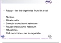 The cell membrane and its organelles funtions