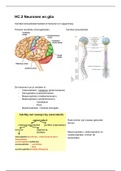 HC.2 Neuronen en ganglia