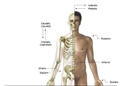 Samenvatting Bouw en Bewegen: Anatomie van het lichaam