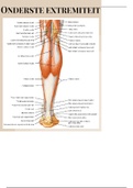 Uitgewerkte anatomie onderste extremiteit