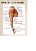 Anatomie bovenste en onderste extremiteit