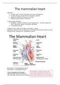 the mammalian heart