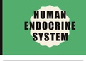 Human Endocrine System Grade 12 CAPS 