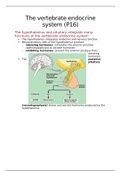 The vertebrate endocrine system