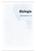 Samenvatting Biologie Hoofdstuk 14 Zenuwstelsel 5 vwo