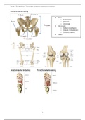 Samenvatting  Anatomie - onderste extremiteiten