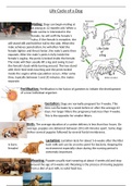 The Life Cycle of a Dog - Biology 