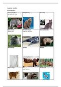 tabellen van alle kattenrassen met kenmerken