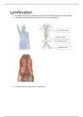 College anatomie lieskanaal