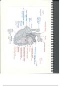 AS Biology Mass Transport in Animals