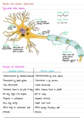 A Level Biology Notes - Nervous Coordination and Muscle