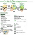 Anatomie Zusammenfassung Kopf und Hals