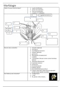 Combinatiepakket: Morfologie   Anatomie (Practicum Biodiversiteit van planten)