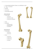 Boven-en onderbeen en de voet